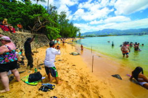 Turtle spotting on the North Shore Oahu tour